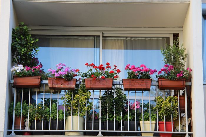 Catégorie “Balcons, terrasses, fenêtres fleuris” 2e prix : Maria Correia - Agrandir l'image, .JPG 313Ko (fenêtre modale)