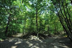 Forêt domaniale de Fausses-Reposes