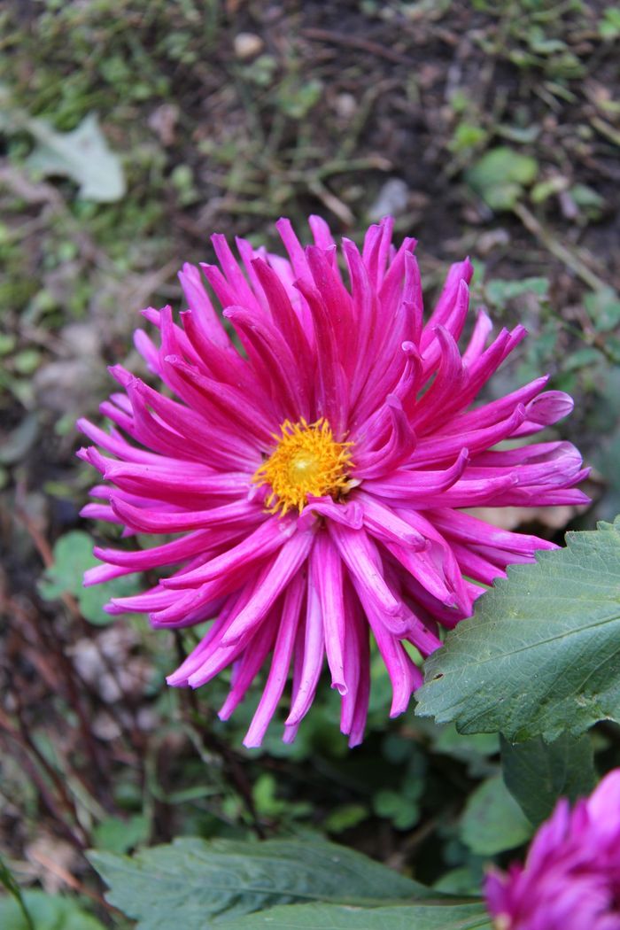 Jardin pédagogique © Ville de Chaville - Agrandir l'image, .JPG 267Ko (fenêtre modale)