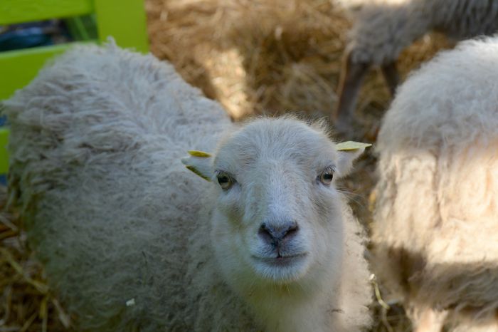 Enclos des animaux de la ferme (brebis) © Thierry Gougenot - Agrandir l'image, .JPG 1,65Mo (fenêtre modale)