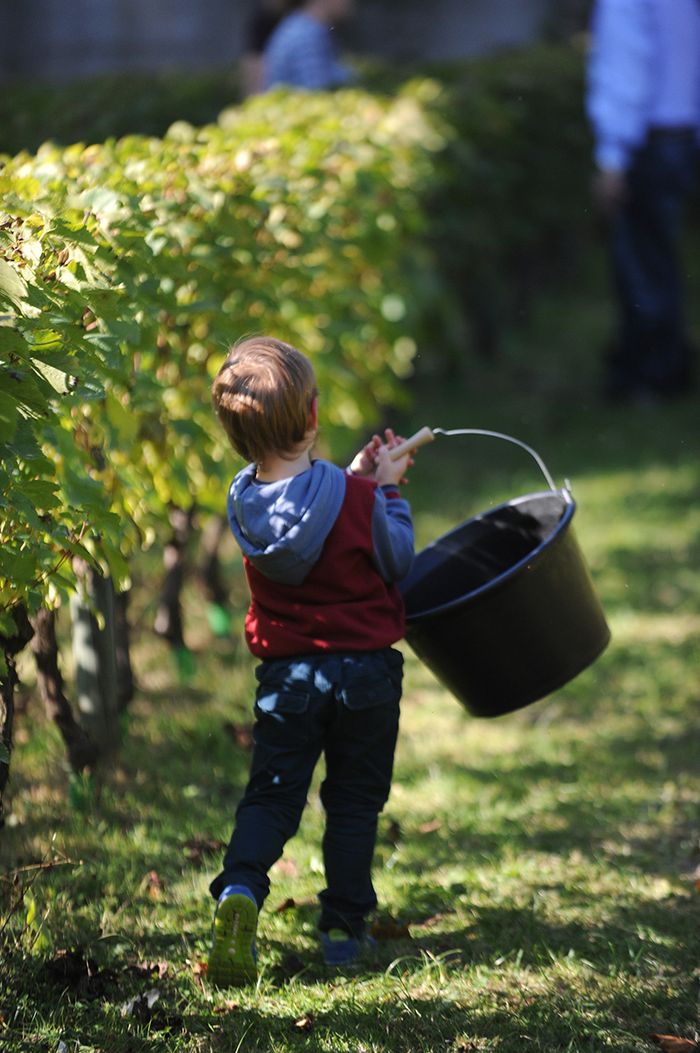 Enfant au milieu des vignes © Philippe Dobrowolska - Agrandir l'image, .JPG 360Ko (fenêtre modale)