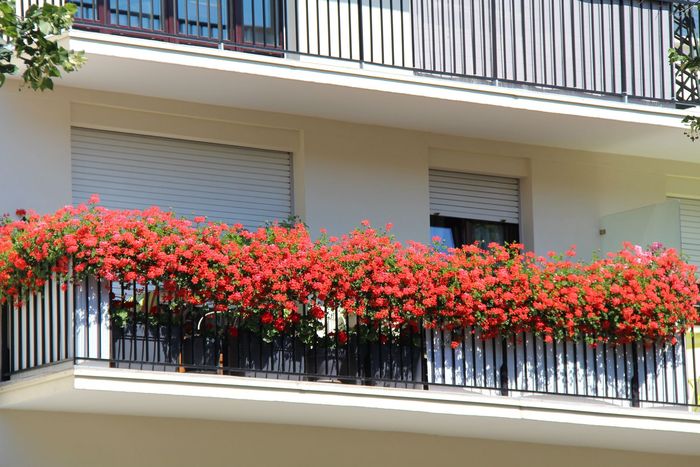 Catégorie “Balcons, terrasses, fenêtres fleuris” Prix Coup de coeur : Françoise Dumège - Agrandir l'image, . 0octets (fenêtre modale)