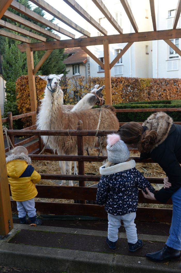 Lamas © Thierry Gougenot - Agrandir l'image, .JPG 2,49Mo (fenêtre modale)